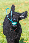 Sadie Plays at the Park!